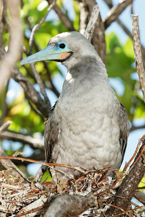 Oiseaux 013.jpg